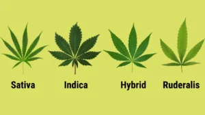 love dust strain indica or sativa